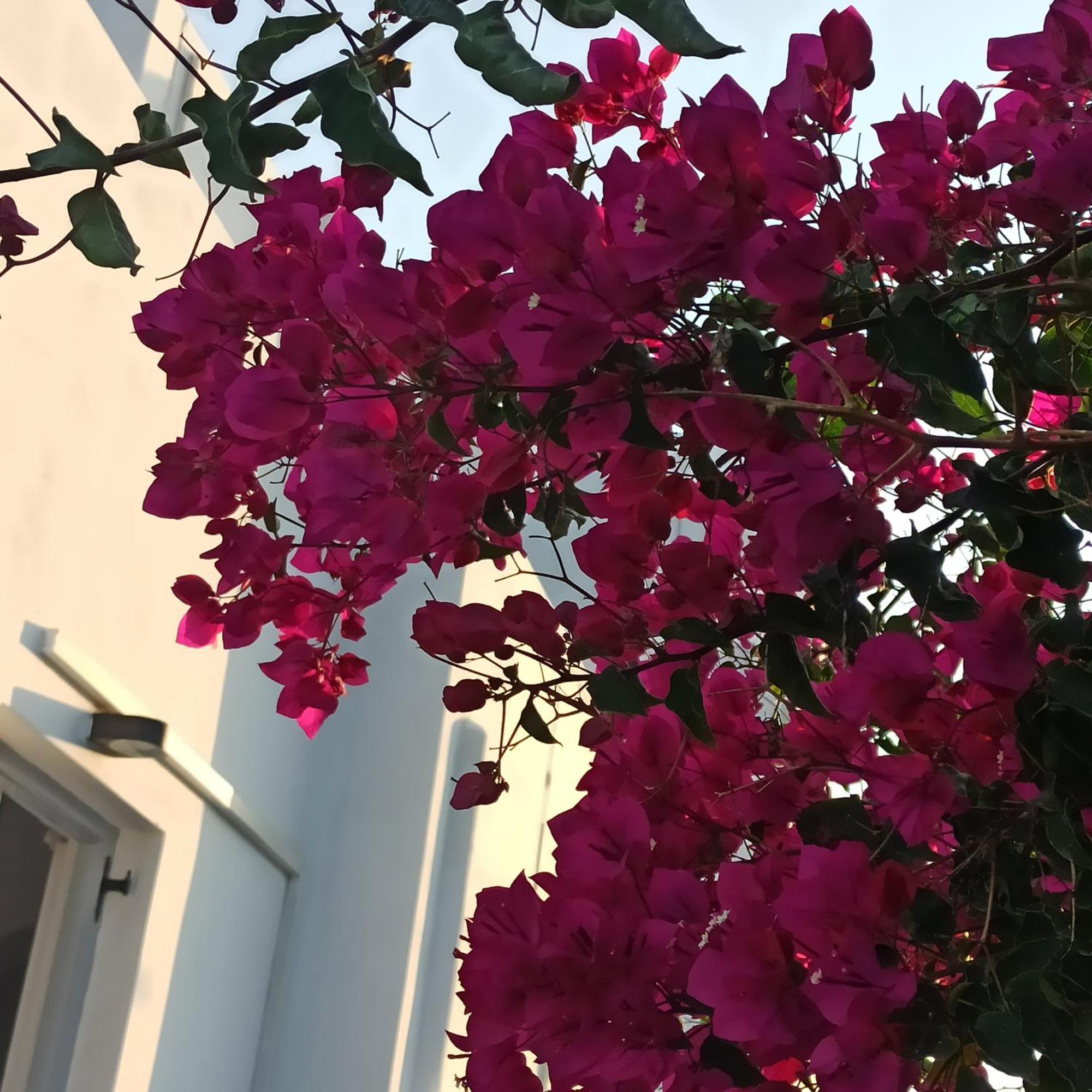 Isalos Paros Naoussa Exterior foto